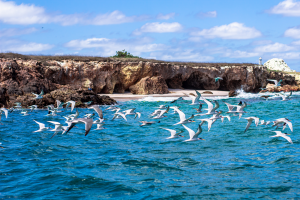 Top 5 Best Places For Snorkeling In Puerto Vallarta